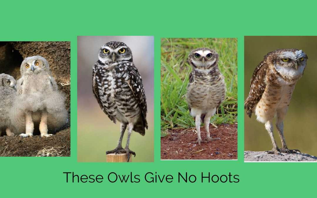Owls do not have Imposter Syndrome